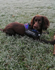 Anti-Choke Dog Harness