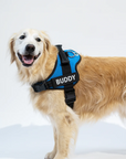 Anti-Choke Dog Harness